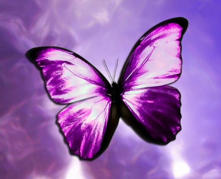 A Purple Butterfly